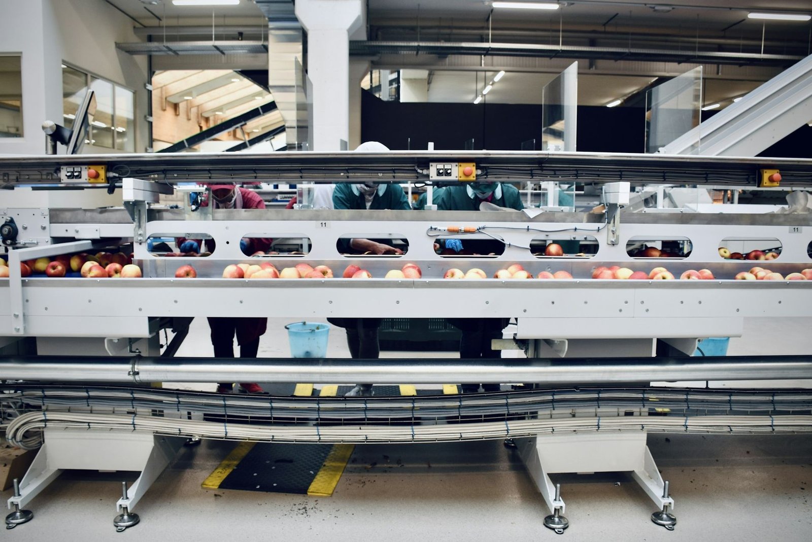 Línea de producción de fruta con cintas transportadoras y operarios